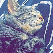 Keanu joined the competition — help win amazing prizes! animal, blanket, cat, closeup, comfort, cozy, cute, domestic_animal, fur, indoor, mammal, paw, peaceful, pet, relaxation, resting, sleeping, striped, tabby, whiskers