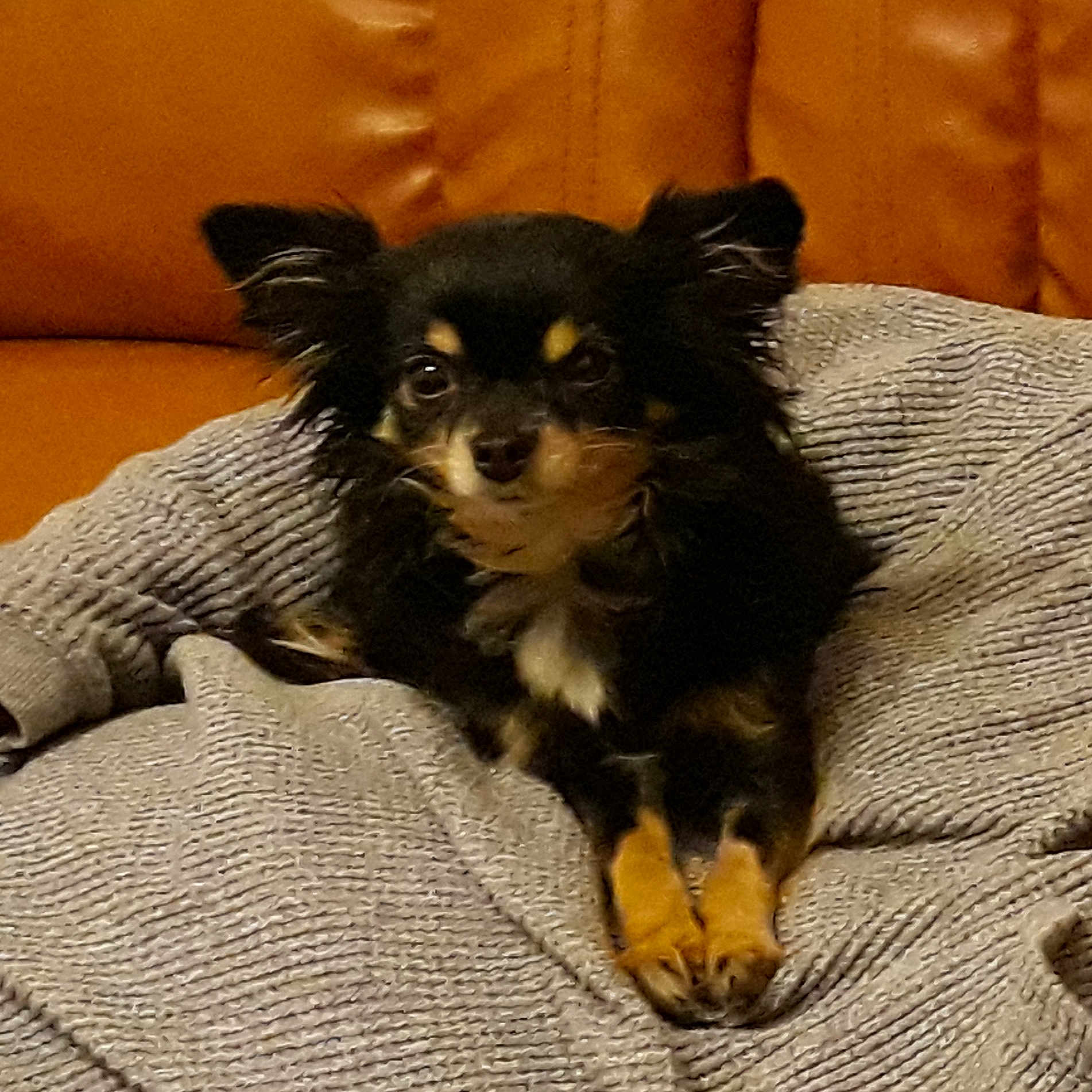 Doris