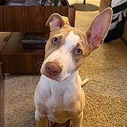 Luna joined the competition — help win amazing prizes! dog, puppy, pet, canine, portrait, sitting, curious, funny, tilted_head, large_ears, brown_and_white, short_hair, blue_eyes, closeup, indoors, living_room, carpet, furniture, warm_lighting, adorable