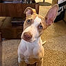 dog, puppy, pet, canine, portrait, sitting, curious, funny, tilted_head, large_ears, brown_and_white, short_hair, blue_eyes, closeup, indoors, living_room, carpet, furniture, warm_lighting, adorable