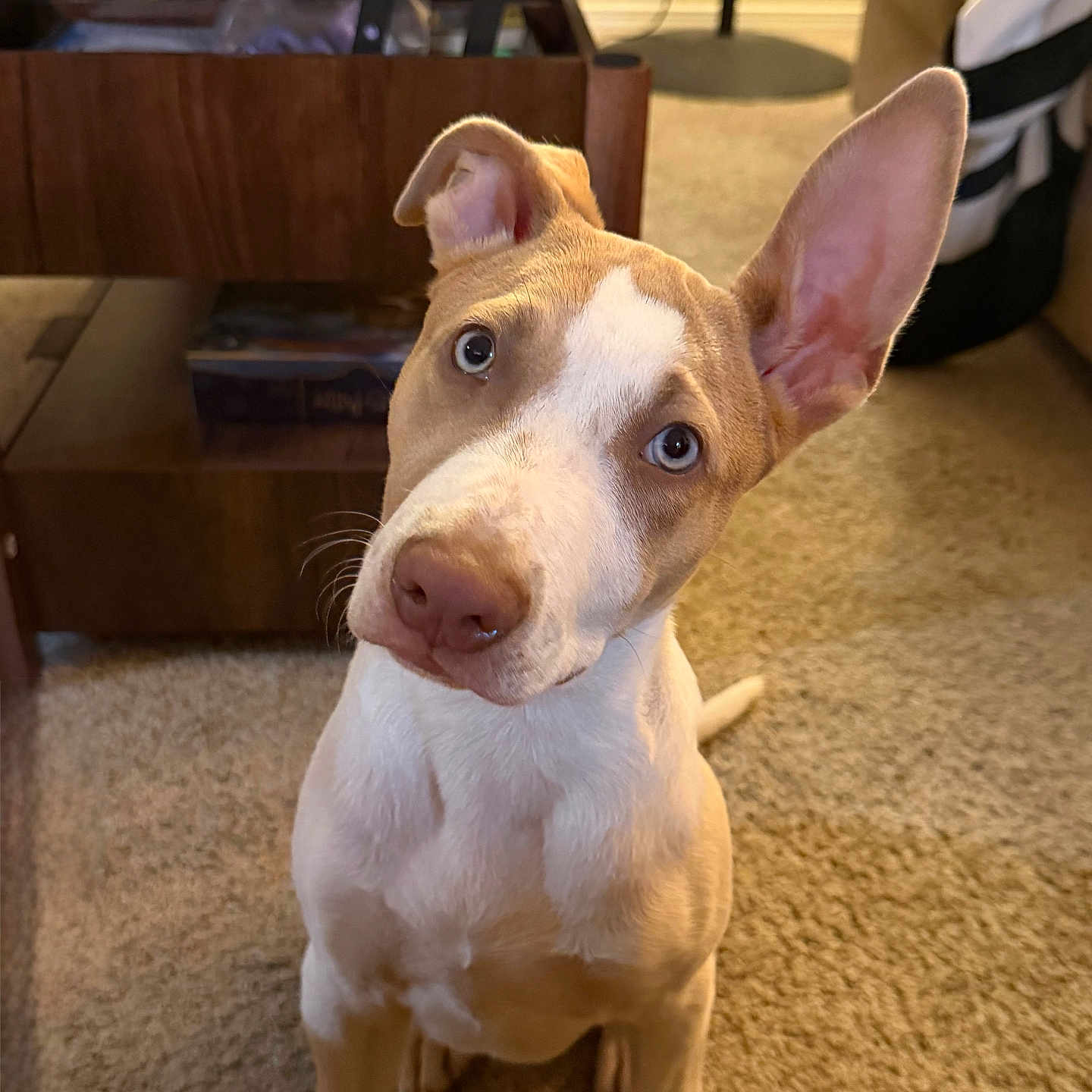 Luna
