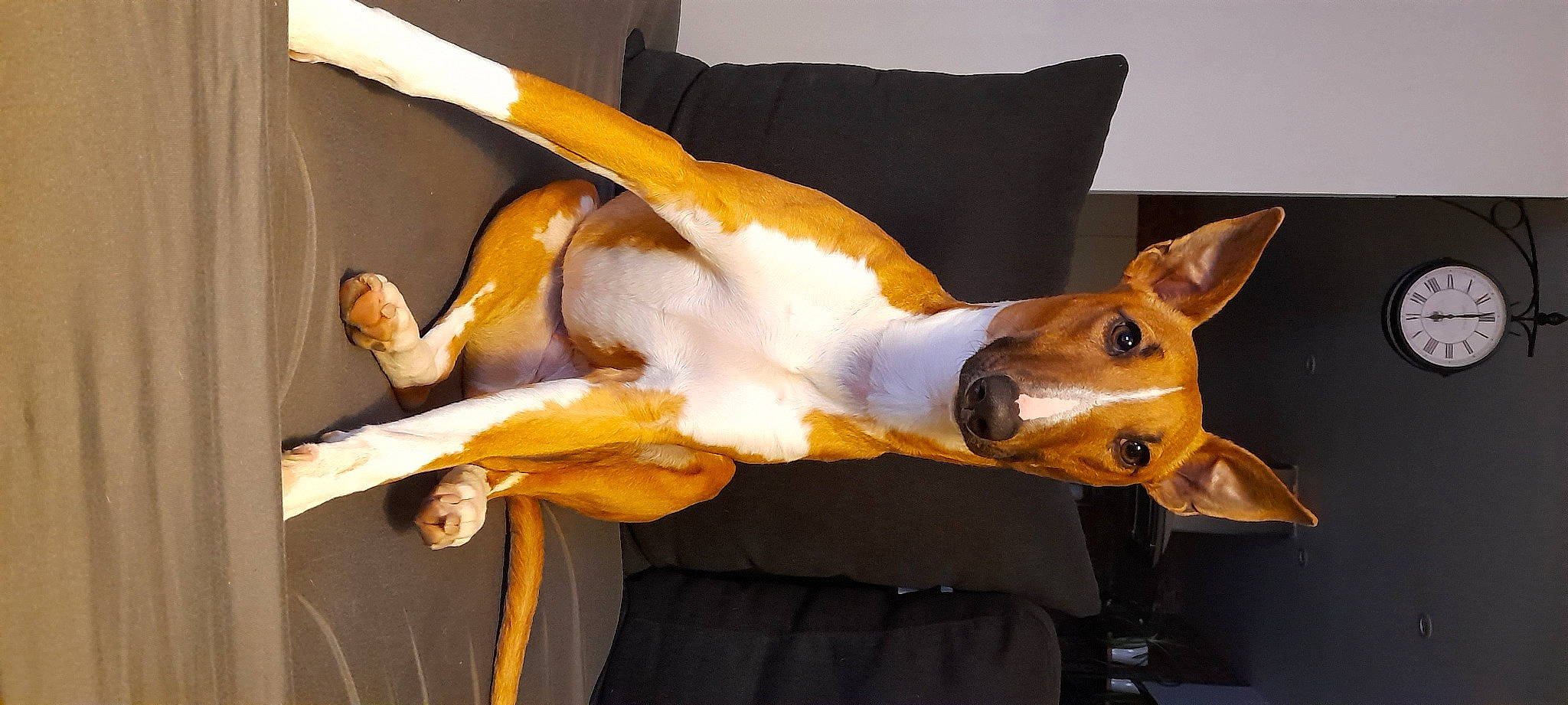 R'Mine a rejoint le concours — aidez-le/la à gagner de superbes lots ! ancient_dog_breeds, art, canidae, carnivore, comfort, companion_dog, dog, dog_breed, dog_collar, event, fawn, fur, hat, non_sporting_group, tail, working_animal