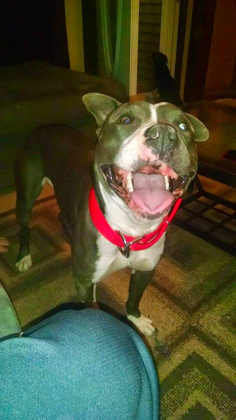 Duke is registered to the contest to win money with this photo: canidae, carnivore, collar, companion_dog, dog, dog_breed, dog_collar, fang, fawn, fur, guard_dog, jaw, molosser, non_sporting_group, pet_supply, snout, sporting_group, whiskers, working_animal, working_dog