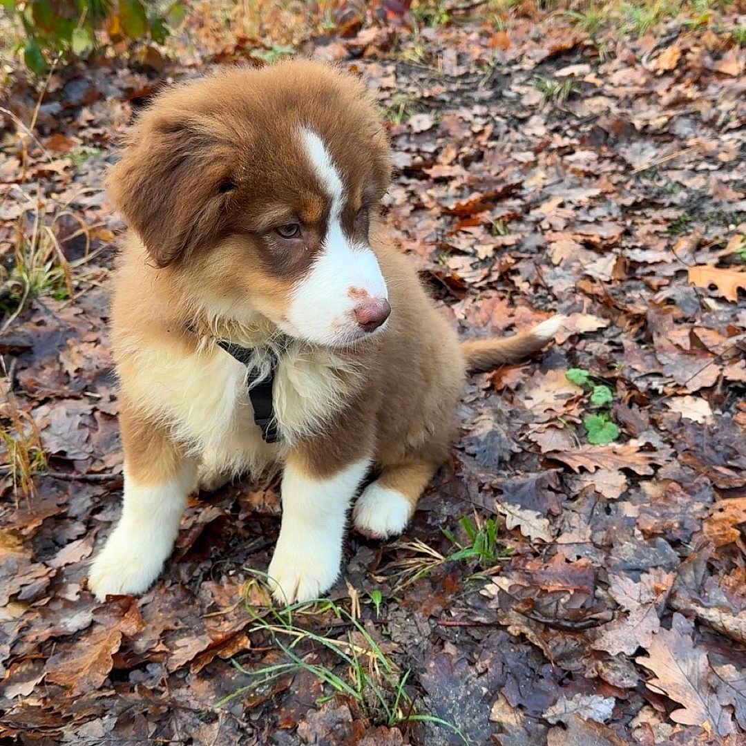 Ayla
