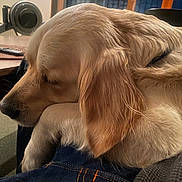 Rupert joined the competition — help win amazing prizes! golden_retriever, dog, sleeping, indoor, pet, fur, close_up, resting, cozy, lap, wooden_table, remote_control, rowing_machine, carpet, casual, comfort, relaxation, animal, mammal, household