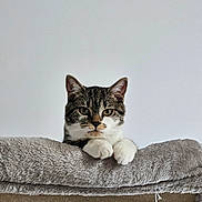 Anzo a rejoint le concours — aidez-le/la à gagner de superbes lots ! animal, cat, curious, cute, domestic_cat, ears, face, fluffy, furniture, gray, indoor, looking, perch, pet, relaxed, soft, tabby_cat, whiskers, white_paws, young_cat