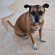 Sabrina joined the competition — help win amazing prizes! dog, brown_dog, sitting, patio, stone_floor, ears, outdoor, grass, pet, animal, canine, paw, snout, alert, looking, portrait, friendly, companion, fur, daylight
