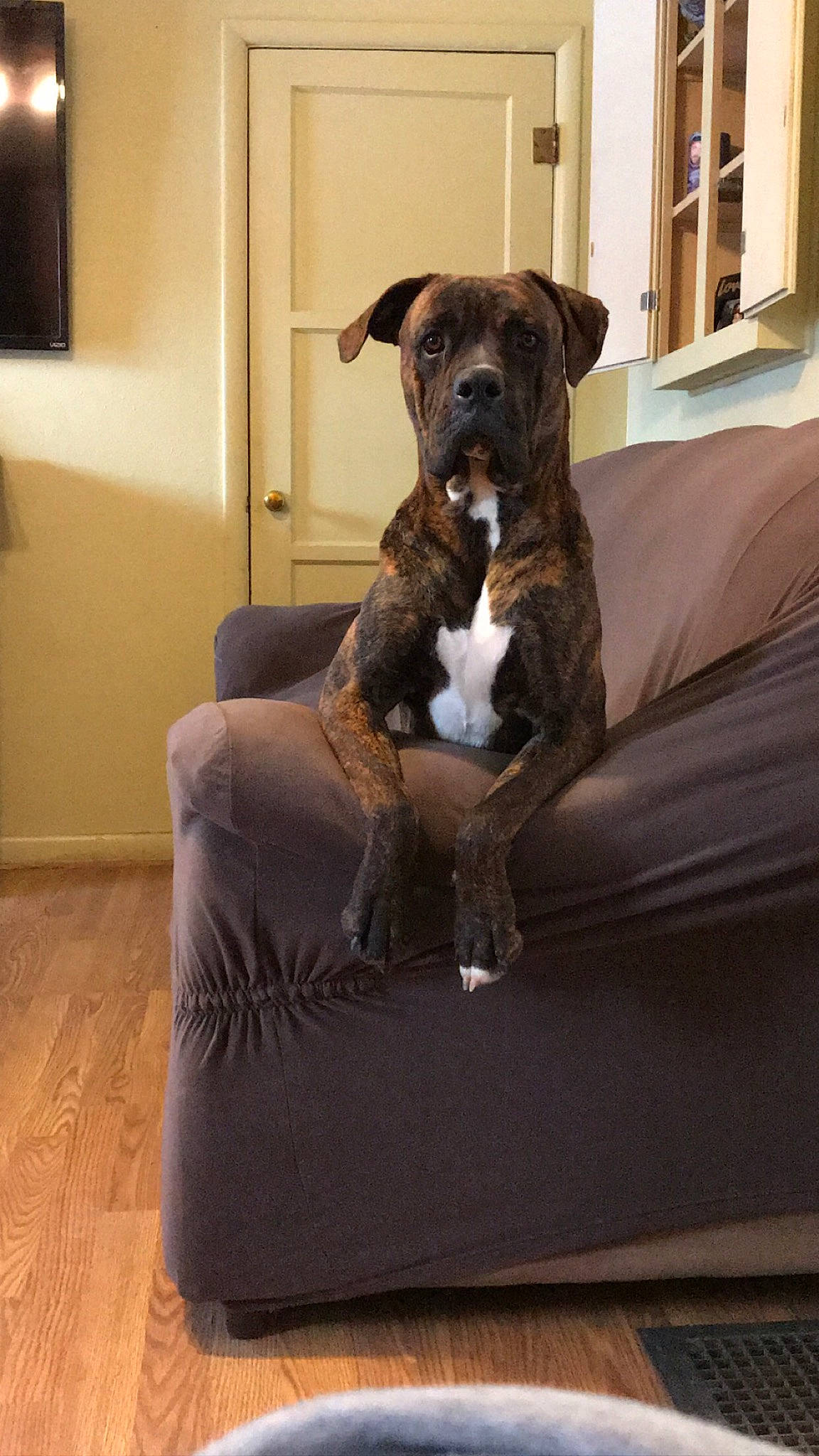 Max joined the competition — help win amazing prizes! brown, canidae, carnivore, companion_dog, couch, dog, dog_breed, dog_supply, fawn, floor, flooring, home, interior_design, liver, living_room, pet_supply, picture_frame, snout, sporting_group, working_animal