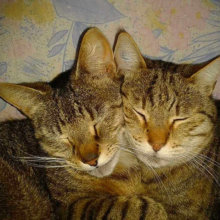 Lilou et fifille