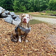 Knox joined the competition — help win amazing prizes! dog, canine, pet, harness, river, rocks, gravel, water, nature, outdoor, trees, forest, greenery, animal, sitting, brown, white, calm, daytime, landscape