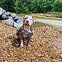 dog, canine, pet, harness, river, rocks, gravel, water, nature, outdoor, trees, forest, greenery, animal, sitting, brown, white, calm, daytime, landscape