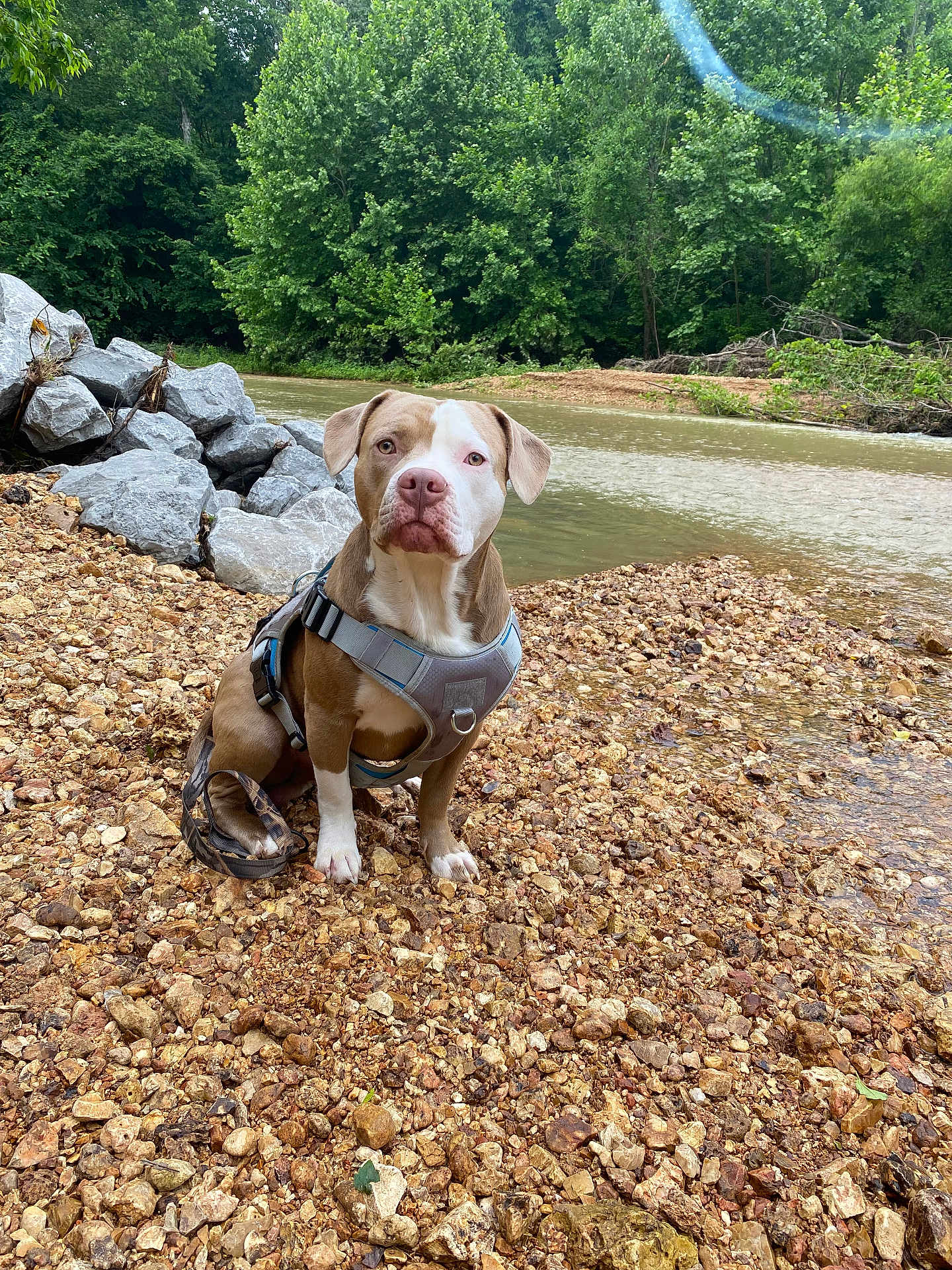 Knox joined the competition — help win amazing prizes! dog, canine, pet, harness, river, rocks, gravel, water, nature, outdoor, trees, forest, greenery, animal, sitting, brown, white, calm, daytime, landscape