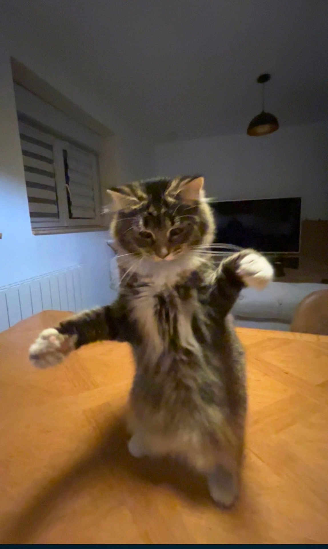 Hyna a rejoint le concours — aidez-le/la à gagner de superbes lots ! cat, tabby_cat, standing, hind_legs, paws, whiskers, fur, wooden_table, indoor, living_room, television, window, lamp, cozy, portrait, cute, pet, blurred_background, domestic, feline