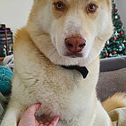 Puca a rejoint le concours — aidez-le/la à gagner de superbes lots ! affection, blanket, bracelet, celebration, christmas_tree, closeup, couch, cozy, decor, dog, domestic_animal, fur, hand, holiday, indoor, living_room, pet, pillow, sitting, soft