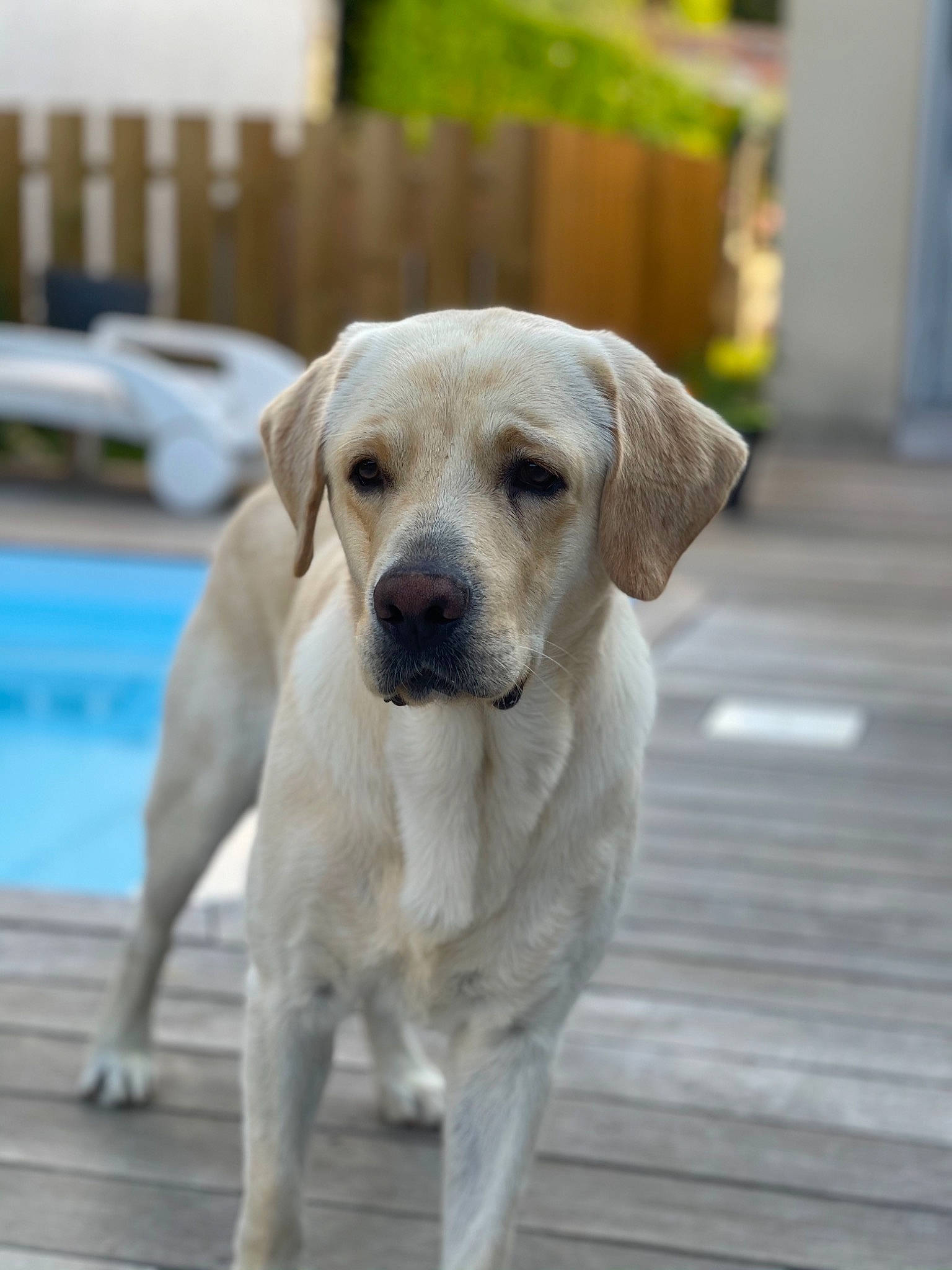 Pago a rejoint le concours — aidez-le/la à gagner de superbes lots ! canidae, carnivore, companion_dog, dog, dog_breed, fawn, flooring, gun_dog, hardwood, snout, sporting_group, tail, terrestrial_animal, water, whiskers, wood, working_animal