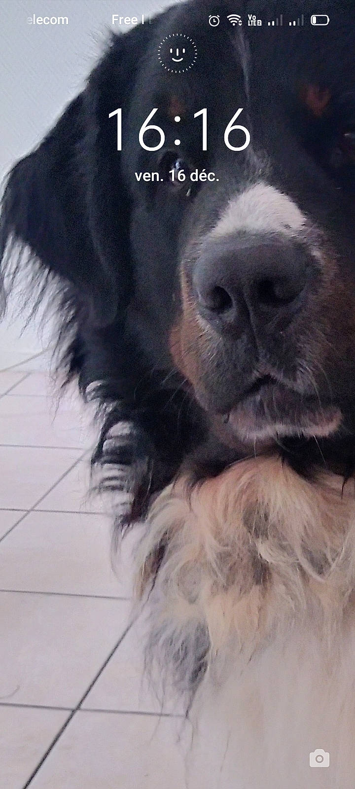 Nano participe au concours pour gagner de l'argent avec cette photo : ancient_dog_breeds, canidae, carnivore, companion_dog, dog, dog_breed, dog_supply, electric_blue, font, fur, liver, pet_supply, photo_caption, snout, sporting_group, terrestrial_animal, toy_dog, whiskers, working_animal, working_dog