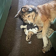 Boba joined the competition — help win amazing prizes! animal, brown_fur, canine, carpet, comfort, cozy, dog, furniture, green_couch, house, indoor, laying_down, living_room, pet, plush_toy, relaxed, resting, stuffed_animal, stuffing, toy