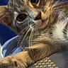 Chanell is registered to the contest to win money with this photo: animal, cat, close_up, curious, cute, domestic_cat, eye, face, feline, fur, indoor, nose, paw, pet, playful, relaxed, soft, tabby, whiskers, young_cat