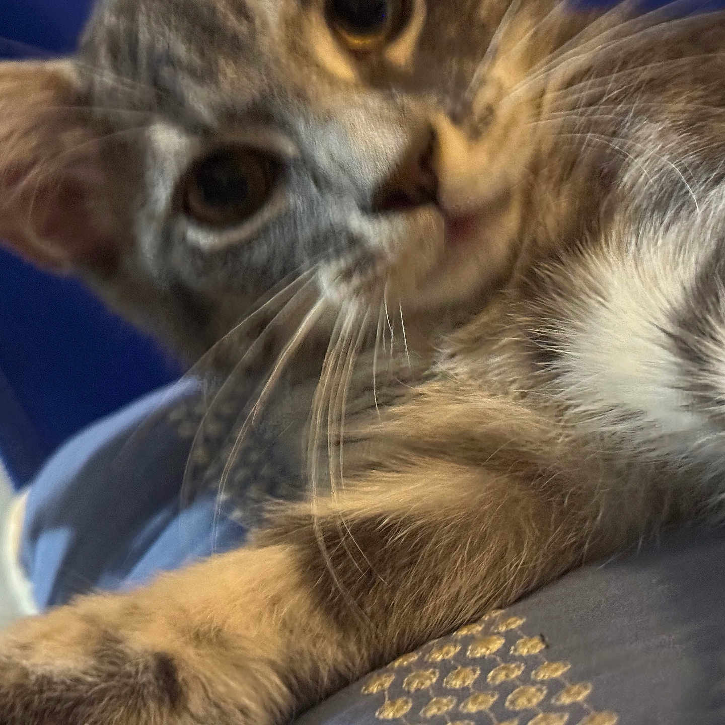 Chanell is registered to the contest to win money with this photo: animal, cat, close_up, curious, cute, domestic_cat, eye, face, feline, fur, indoor, nose, paw, pet, playful, relaxed, soft, tabby, whiskers, young_cat