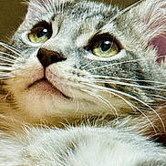 Chanell joined the competition — help win amazing prizes! animal, cat, close_up, curious, cute, domestic_cat, ears, face, feline, fur, green_eyes, indoor, looking_up, muzzle, nose, pet, portrait, soft_light, tabby, whiskers