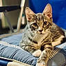 Chanell joined the competition — help win amazing prizes! animal, blue, cat, chair, closeup, cushion, cute, domestic_animal, ears, feline, fur, indoor, looking_at_camera, paws, pet, relaxed, resting, tabby, whiskers, young_cat