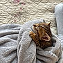kitten, cat, blanket, bed, cozy, sleeping, paw, fur, whiskers, soft_texture, quilt, floral_pattern, indoor, pet, resting, curled_up, nap, sleepy, closeup, domestic_cat