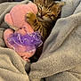 kitten, cat, sleeping, tabby, stuffed_toy, plush_toy, purple_tutu, pink_toy, blanket, cozy, snuggling, paw, whiskers, closed_eyes, soft_texture, bed, domestic_animal, nap, fur, cute