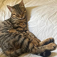 Alba participe au concours pour gagner de l'argent avec cette photo : cat, tabby_cat, pet, sleeping, bed, blanket, white_bedding, paws, tail, whiskers, stripes, domestic_cat, closeup, cozy, relaxed, indoor, fur, portrait, feline, bedding