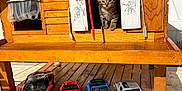 Alba participe au concours pour gagner de l'argent avec cette photo : kitten, cat, wooden_house, cats_hotel_sign, toy_cars, red_car, blue_car, silver_car, miniature_cars, porch, sunlight, wood_floor, window_shutters, curtain, paw, whiskers, pet, cozy, elephant_drawing, red_rope