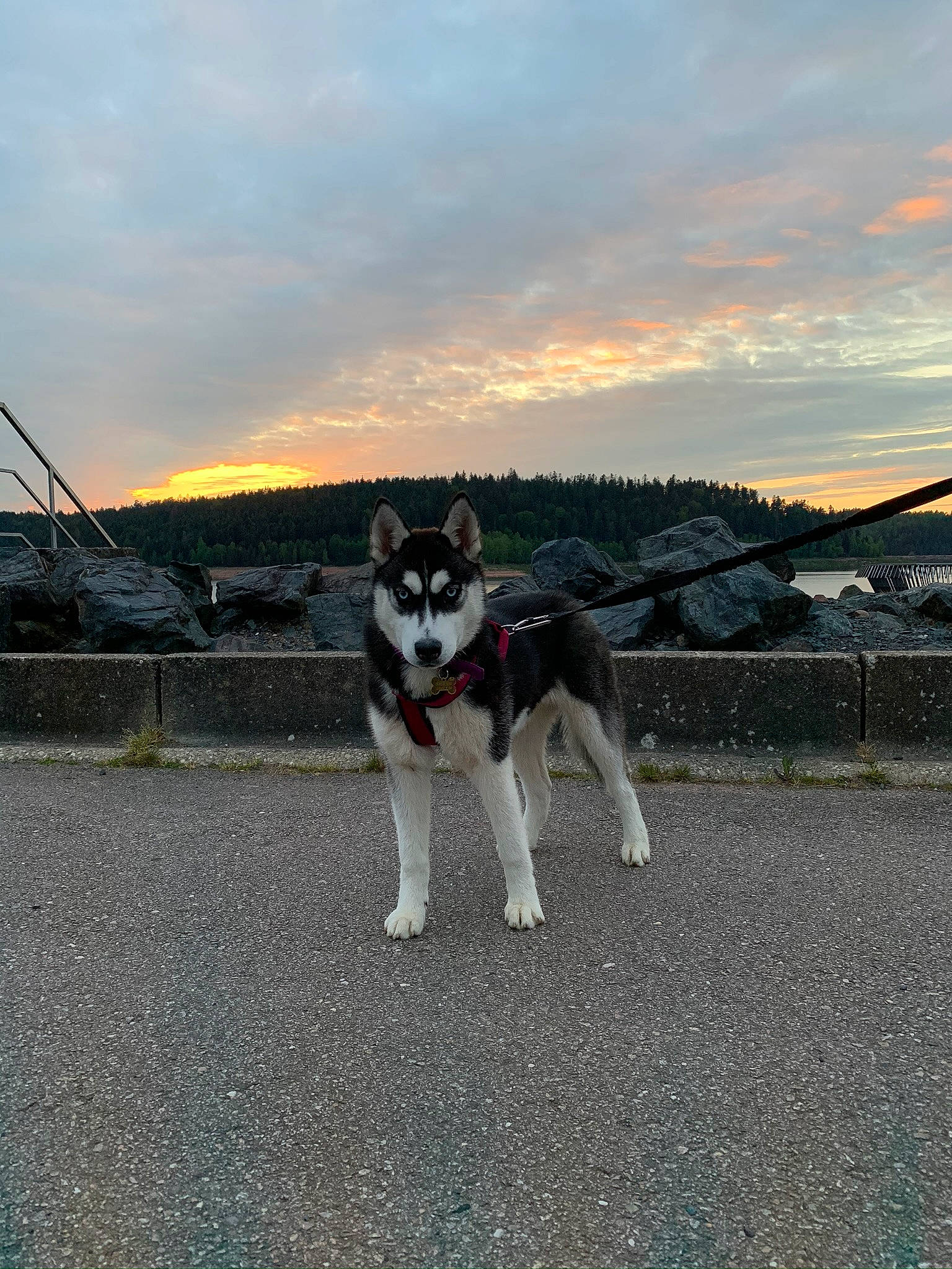 Nouka a rejoint le concours — aidez-le/la à gagner de superbes lots ! asphalt, automotive_tire, canidae, carnivore, cloud, collar, companion_dog, dog, dog_breed, dog_collar, grass, horizon, landscape, road, road_surface, sky, snout, sporting_group, sunset, tail