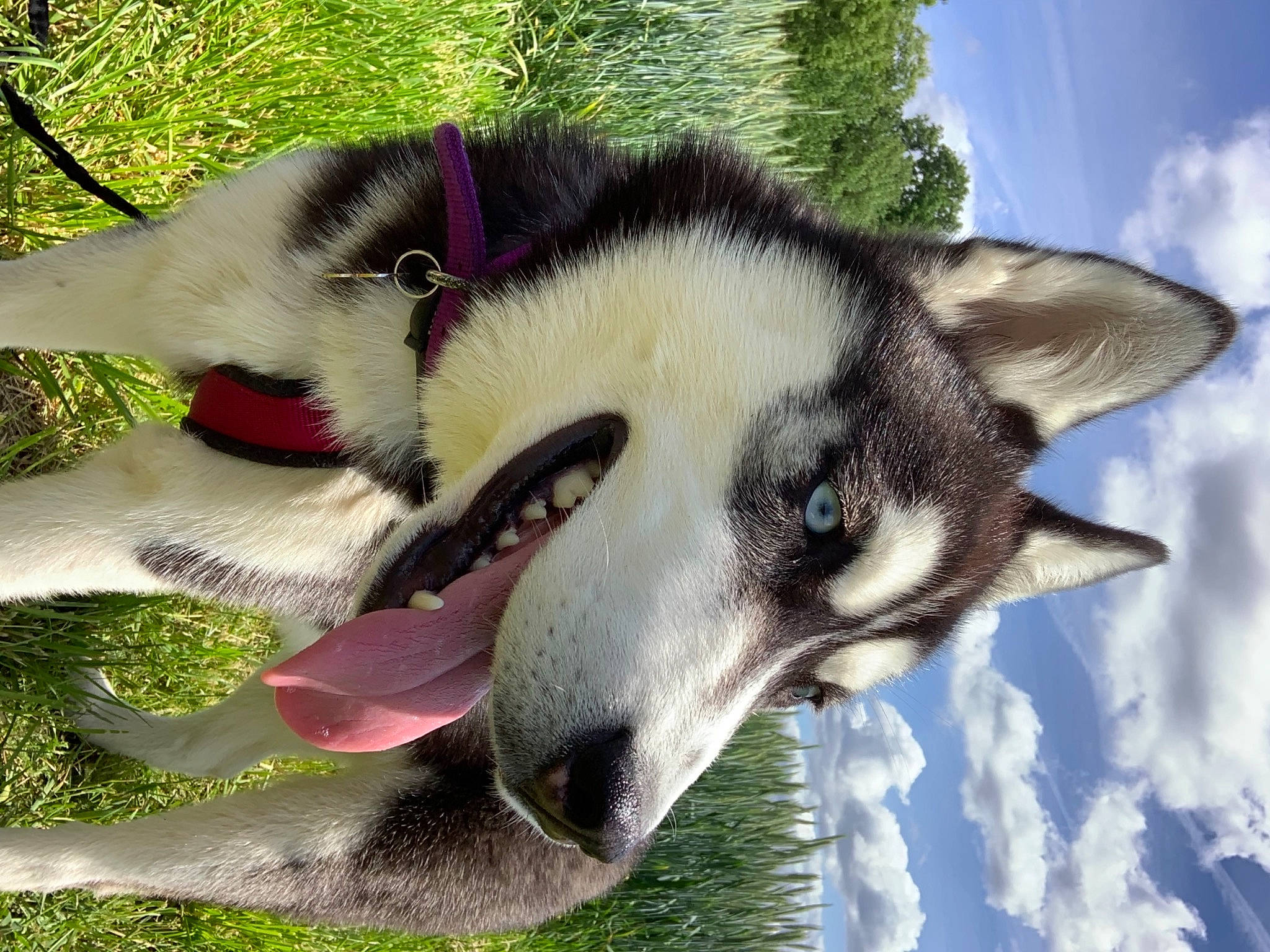 Nouka participe au concours pour gagner de l'argent avec cette photo : canidae, canis, carnivore, cloud, dog, dog_breed, fur, non_sporting_group, plant, siberian_husky, sky, sled_dog, snout, sporting_group, terrestrial_animal, tree, wildlife, wolf, working_animal, working_dog