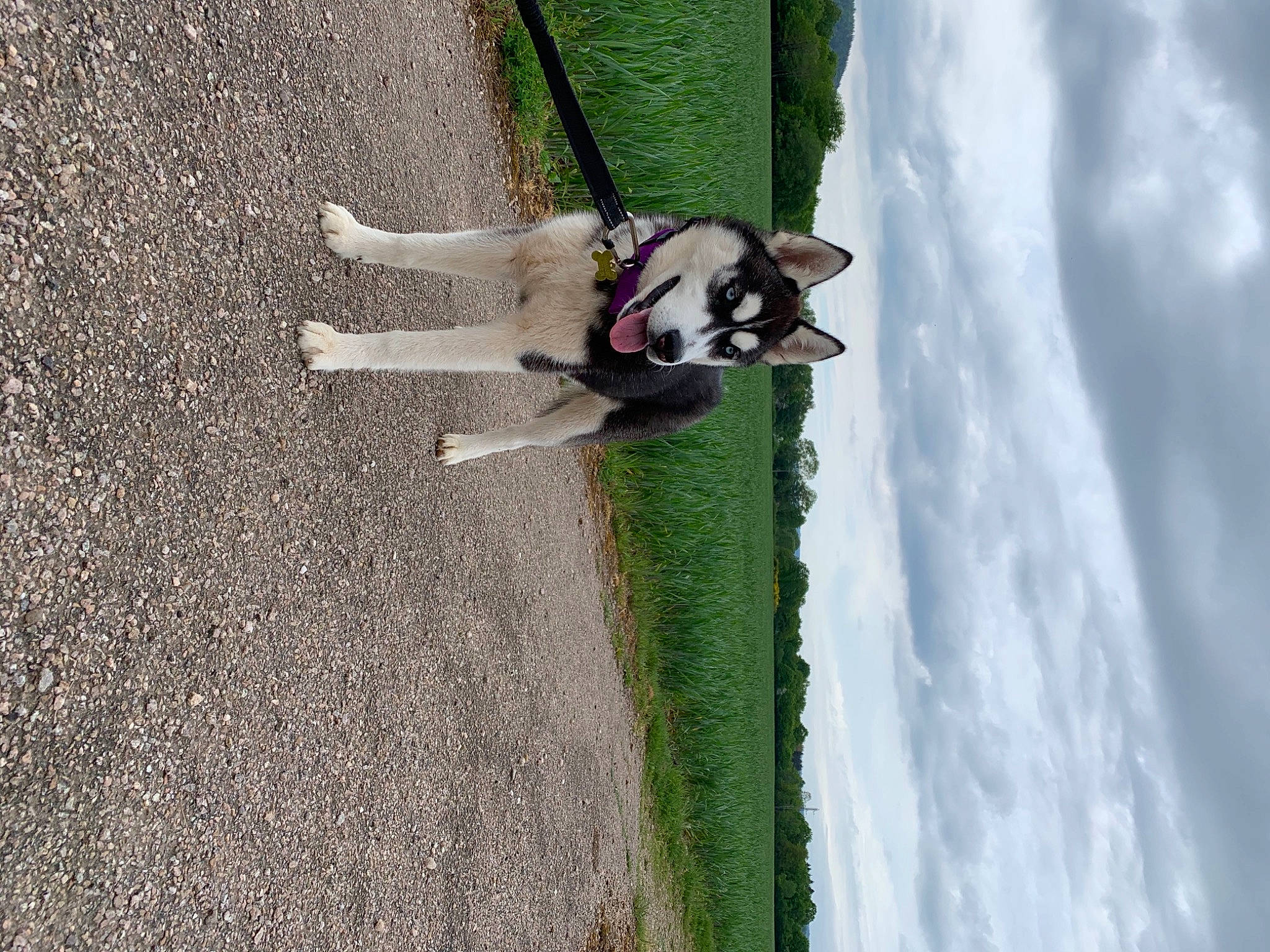 Nouka participe au concours pour gagner de l'argent avec cette photo : asphalt, carnivore, cloud, companion_dog, dog, dog_breed, dog_supply, grass, leash, pet_supply, plant, recreation, road_surface, shadow, sidewalk, sky, sporting_group, tar, tree, water