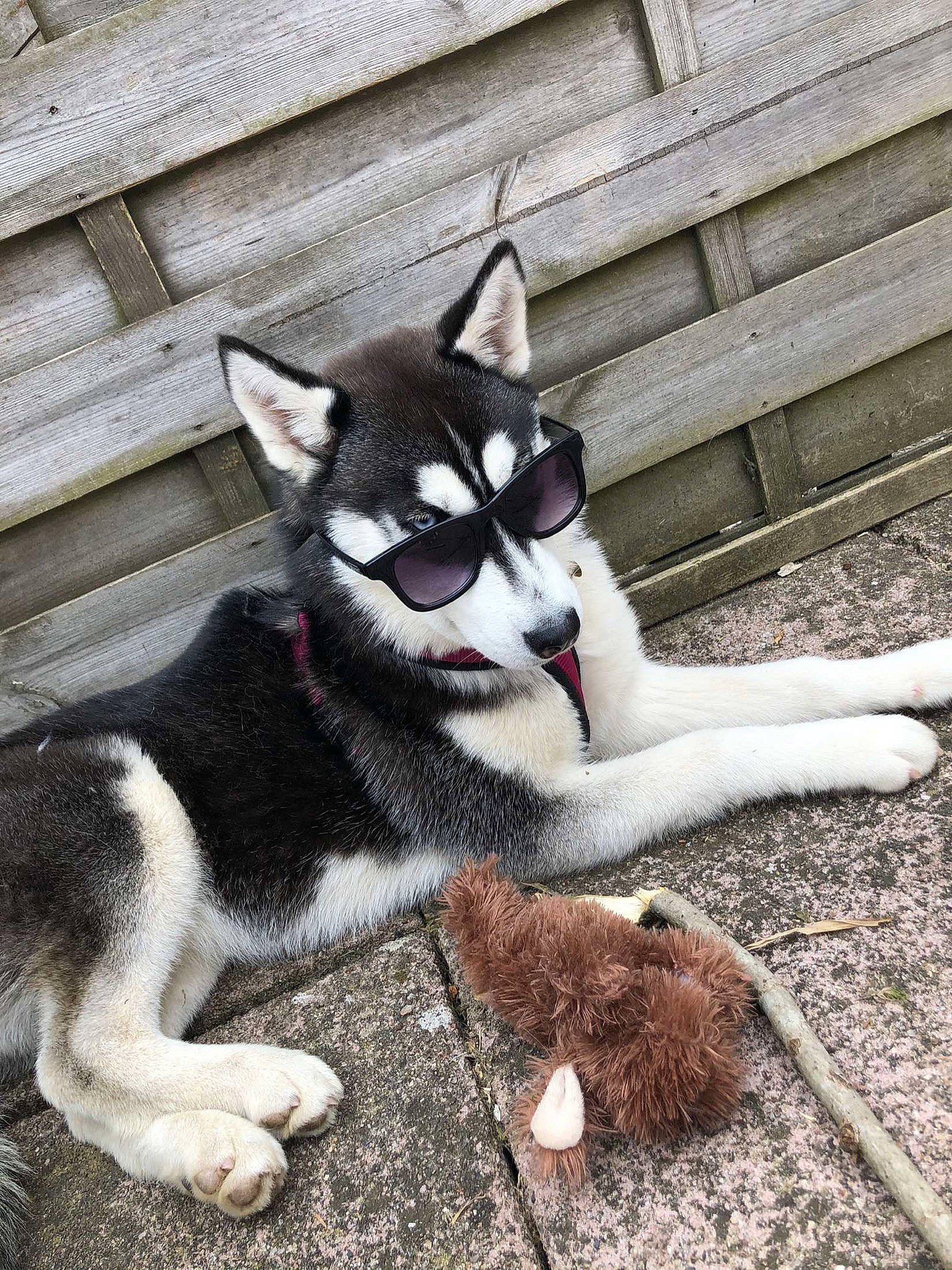 Nouka a rejoint le concours — aidez-le/la à gagner de superbes lots ! art, canidae, carmine, carnivore, cat, dog_breed, domestic_short_haired_cat, felidae, fictional_character, fur, grass, grey, paw, plant, sitting, small_to_medium_sized_cats, snout, tail, terrestrial_animal, whiskers