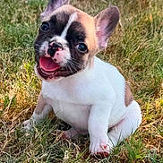 Hank is registered to the contest to win money with this photo: puppy, dog, grass, outdoor, cute, playful, happy, tongue_out, ears, pet, animal, small_dog, brown_and_white, sitting, nature, young, fur, canine, adorable, sunlight