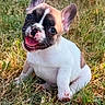 puppy, dog, grass, outdoor, cute, playful, happy, tongue_out, ears, pet, animal, small_dog, brown_and_white, sitting, nature, young, fur, canine, adorable, sunlight