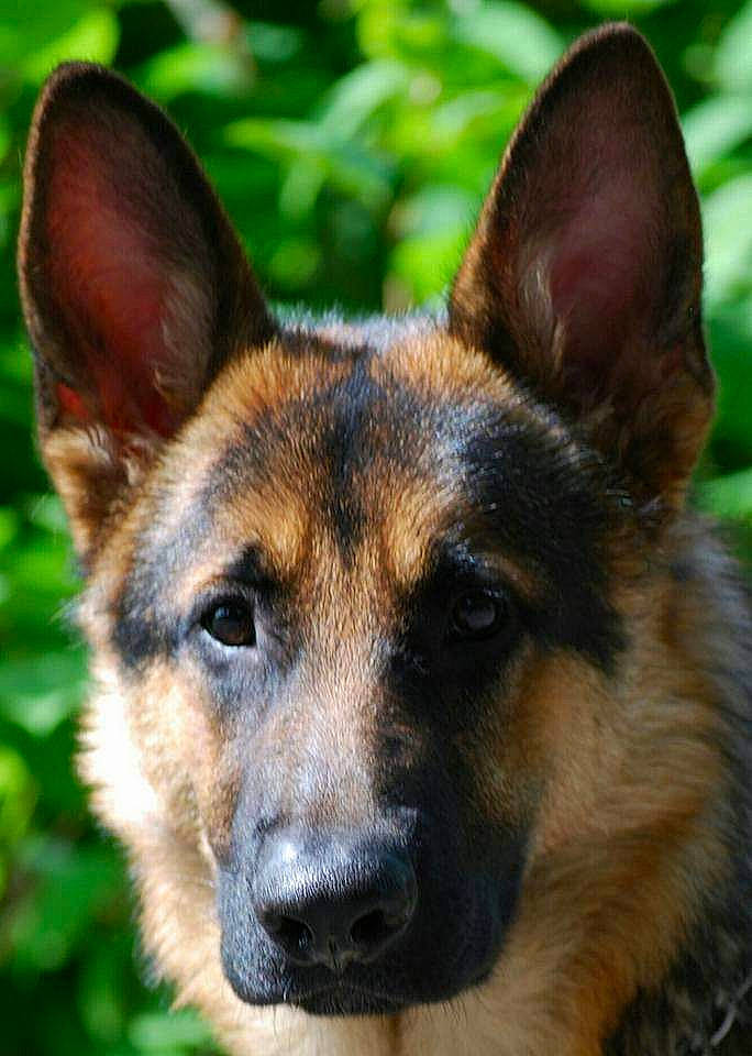 Enzo is registered to the contest to win money with this photo: canidae, carnivore, close_up, dog, dog_breed, eye, fawn, german_shepherd_dog, grass, herding_dog, plant, snout, terrestrial_animal, whiskers, wildlife, working_dog