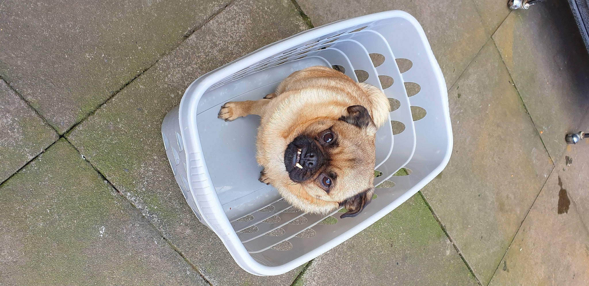 Teddy joined the competition — help win amazing prizes! canidae, carnivore, companion_dog, dog, dog_breed, dog_food, fawn, fur, gas, iced_coffee, paw, pest, plumbing_fixture, puppy, snout, sporting_group, terrestrial_animal, whiskers, wood, working_animal