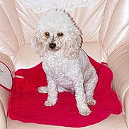 Ninas a rejoint le concours — aidez-le/la à gagner de superbes lots ! dog, poodle, white_dog, pet, indoor, armchair, leather_chair, red_cloth, doily, furniture, sitting, curious, calm, fur, cute, animal, companion, portrait, household, domestic