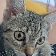 Vali a rejoint le concours — aidez-le/la à gagner de superbes lots ! animal, blurred_background, cat, close_up, curious, domestic_cat, ears, eyes, face, feline, fur, indoor, looking, muzzle, nose, pet, portrait, soft_light, tabby_cat, whiskers