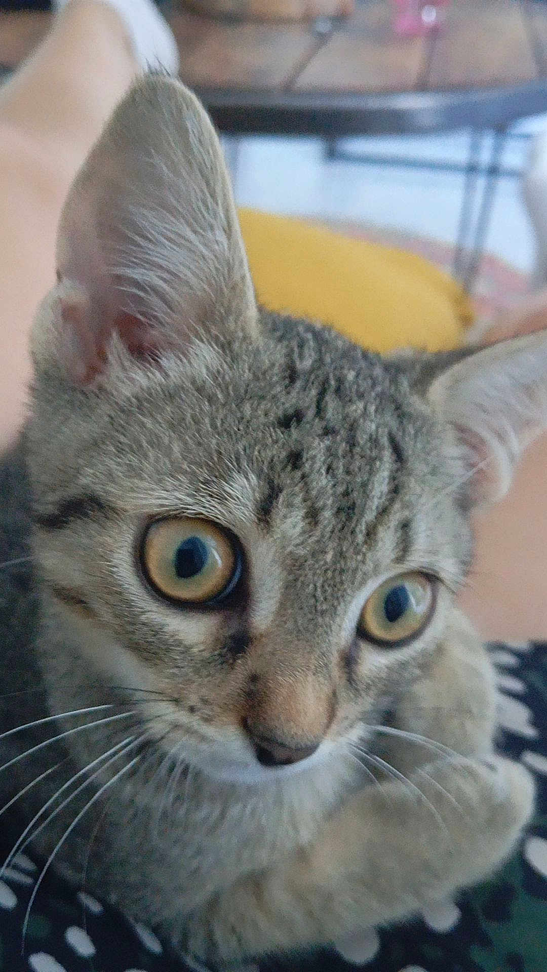 Vali a rejoint le concours — aidez-le/la à gagner de superbes lots ! animal, blurred_background, cat, close_up, curious, domestic_cat, ears, eyes, face, feline, fur, indoor, looking, muzzle, nose, pet, portrait, soft_light, tabby_cat, whiskers
