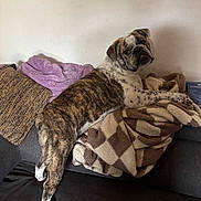 Arès a rejoint le concours — aidez-le/la à gagner de superbes lots ! animal, blanket, brindle, brown, bulldog, couch, cozy, cream, cushion, dog, fur, home, indoor, looking_back, paw, pet, purple, relaxed, resting, texture