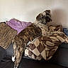 animal, blanket, brindle, brown, bulldog, couch, cozy, cream, cushion, dog, fur, home, indoor, looking_back, paw, pet, purple, relaxed, resting, texture