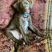 Coco joined the competition — help win amazing prizes! puppy, dog, brown_dog, blue_eyes, collar, sitting, couch, floral_pattern, indoor, pet, animal, cute, young_dog, relaxed_pose, furniture, portrait, looking_at_camera, domestic, companion, cozy