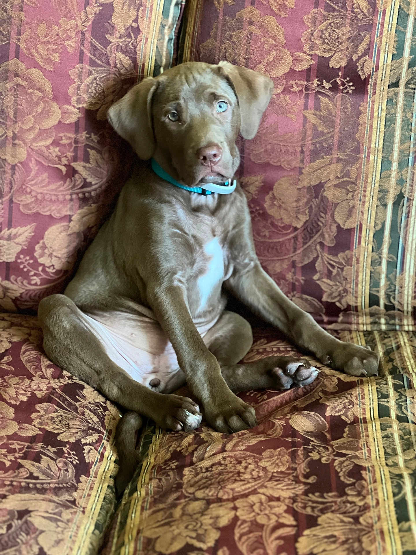 Coco