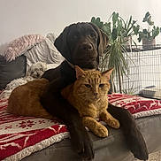 Aby participe au concours pour gagner de l'argent avec cette photo : dog, cat, small_dog, couch, blanket, indoor, plant, orange_cat, chocolate_dog, resting, pet, cozy, furniture, home_decor, sleeping_dog, paw, animal, companion, relaxed, domestic