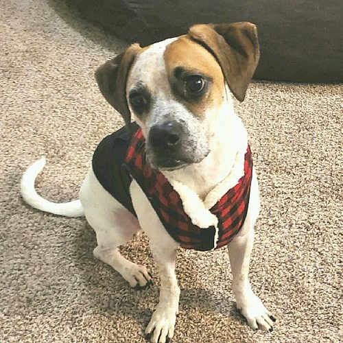Boomer joined the competition — help win amazing prizes! carnivoran, companion_dog, dog, dog_breed, dog_breed_group, dog_like_mammal, puggle, snout
