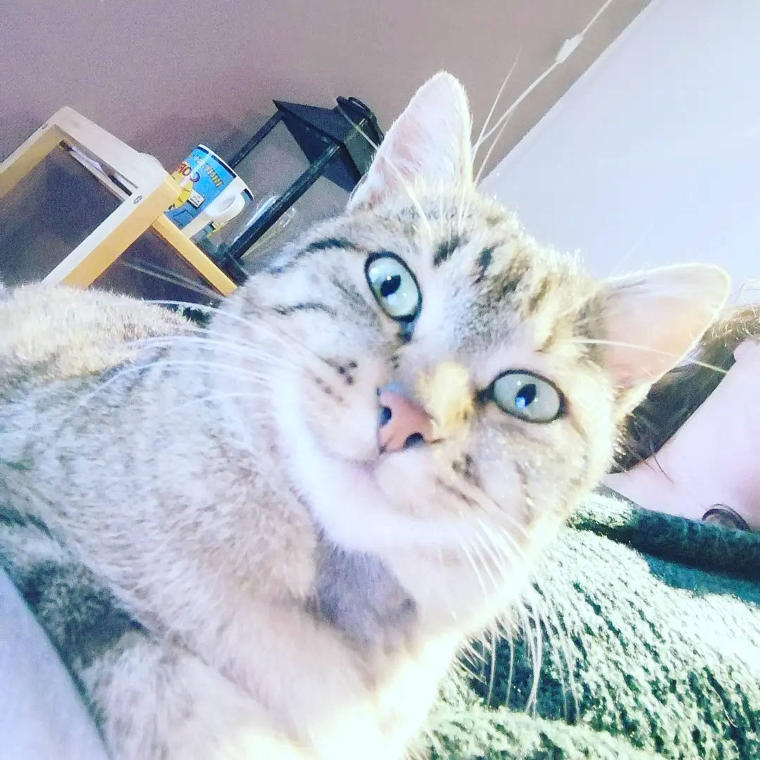 Sésame a rejoint le concours — aidez-le/la à gagner de superbes lots ! carnivore, cat, claw, comfort, domestic_short_haired_cat, felidae, fur, paw, photo_caption, plant, selfie, sky, small_to_medium_sized_cats, snout, tail, whiskers, window