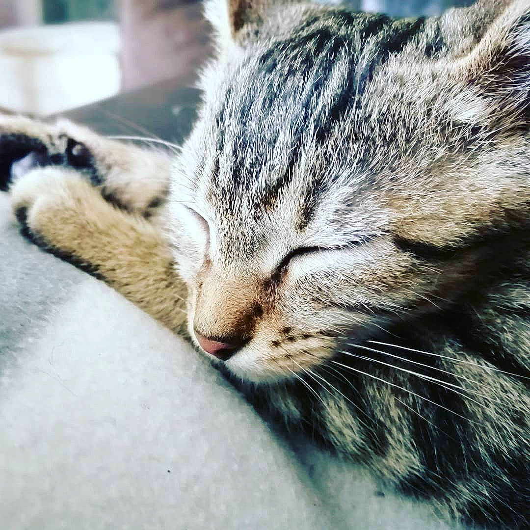 Sésame participe au concours pour gagner de l'argent avec cette photo : carnivore, cat, claw, close_up, comfort, domestic_short_haired_cat, felidae, fur, grey, mammal, nap, paw, plant, small_to_medium_sized_cats, snout, terrestrial_animal, tree, vertebrate, whiskers, wildlife