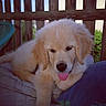 puppy, dog, golden_retriever, pet, animal, cute, fluffy, tongue_out, outdoor, fence, blanket, resting, canine, young, domestic_animal, nature, blue_sky, wood, relaxed, daylight