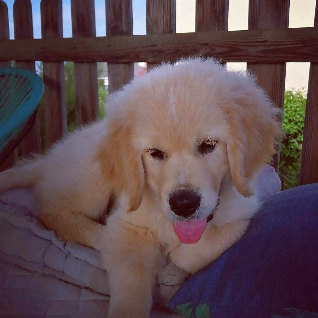 Vinyl a rejoint le concours — aidez-le/la à gagner de superbes lots ! puppy, dog, golden_retriever, pet, animal, cute, fluffy, tongue_out, outdoor, fence, blanket, resting, canine, young, domestic_animal, nature, blue_sky, wood, relaxed, daylight